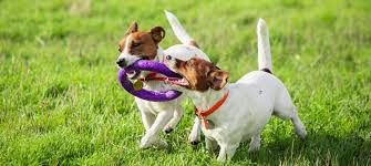 Afbeeldingsresultaat voor honden