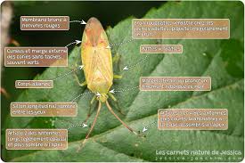 Attēlu rezultāti vaicājumam “Pantilius tunicatus”