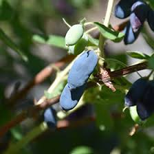 Attēlu rezultāti vaicājumam “Lonicera caerulea var. pallasii”