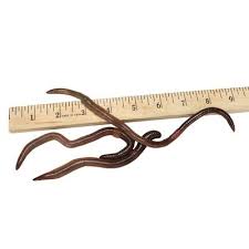 Attēlu rezultāti vaicājumam “Lumbricus terrestris”