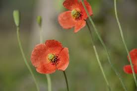 Attēlu rezultāti vaicājumam “Papaver”