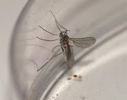 Attēlu rezultāti vaicājumam “Rabdophaga salicis”