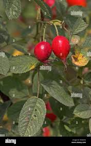 Attēlu rezultāti vaicājumam “Rosa villosa fruit”