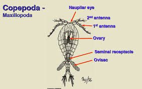 Attēlu rezultāti vaicājumam “Copepoda”