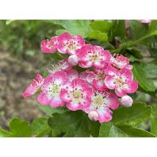 Attēlu rezultāti vaicājumam “Crataegus laevigata flower”