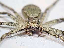 Attēlu rezultāti vaicājumam “Philodromus margaritatus”