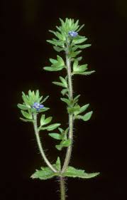 Attēlu rezultāti vaicājumam “Veronica arvensis flower”