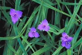 Attēlu rezultāti vaicājumam “Tradescantia virginiana flower”