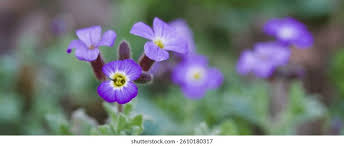 Attēlu rezultāti vaicājumam “Aubrieta deltoidea”