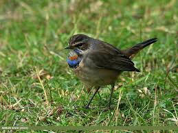 Attēlu rezultāti vaicājumam “Luscinia svecica”