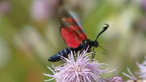 Attēlu rezultāti vaicājumam “Zygaena filipendulae exuvia”