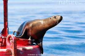 Image result for Eumetopias jubatus