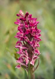 Attēlu rezultāti vaicājumam “Dactylorhiza incarnata leaf”