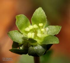 Attēlu rezultāti vaicājumam “Adoxa moschatellina flower”