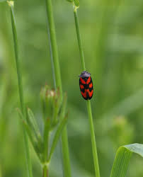 Attēlu rezultāti vaicājumam “Rabdophaga salicis”