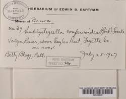 Attēlu rezultāti vaicājumam “Serpoleskea confervoides”