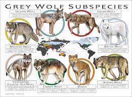 Attēlu rezultāti vaicājumam “Canis lupus”