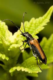 Attēlu rezultāti vaicājumam “Anogcodes melanurus”