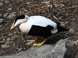 Attēlu rezultāti vaicājumam “Somateria mollissima”