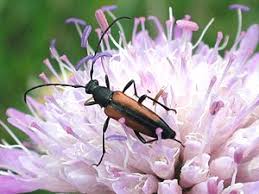 Attēlu rezultāti vaicājumam “Stenurella melanura”