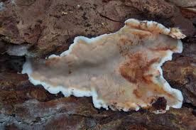 Attēlu rezultāti vaicājumam “Rigidoporus crocatus”