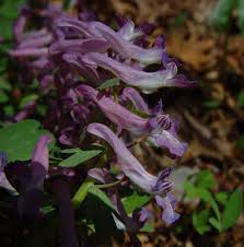 Attēlu rezultāti vaicājumam “Corydalis solida flower”