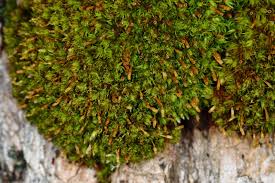 Attēlu rezultāti vaicājumam “Ulota crispa”