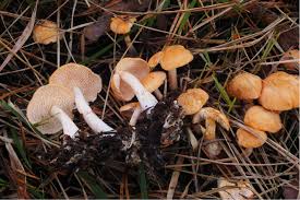 Attēlu rezultāti vaicājumam “Hydnum sp.”