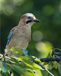 Attēlu rezultāti vaicājumam “Garrulus glandarius adult”