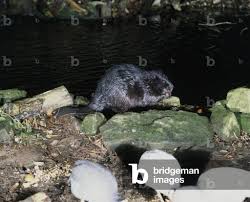 Attēlu rezultāti vaicājumam “Castor fiber”