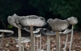 Attēlu rezultāti vaicājumam “Craterocolla cerasi”