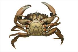 Image result for Carcinus maenas