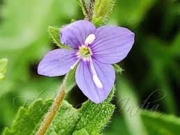 Image result for Veronica chamaedrys