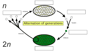 Attēlu rezultāti vaicājumam “sporophyte”