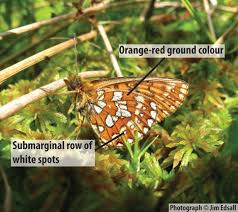 Attēlu rezultāti vaicājumam “Boloria eunomia underside”