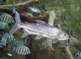 Image result for Goliath Tigerfish