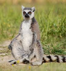 lemur ile ilgili görsel sonucu