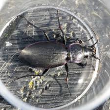 Attēlu rezultāti vaicājumam “Carabus violaceus”