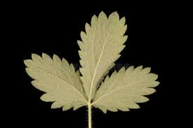 Attēlu rezultāti vaicājumam “Potentilla norvegica leaf”