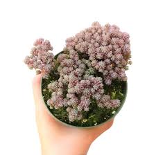 Attēlu rezultāti vaicājumam “Sedum hispanicum flower”
