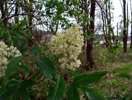 Attēlu rezultāti vaicājumam “Sambucus racemosa flower”