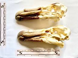 Attēlu rezultāti vaicājumam “Didymium verrucisporum stalked”