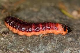 Attēlu rezultāti vaicājumam “Cossus cossus imago”