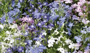 Attēlu rezultāti vaicājumam “Lobelia erinus”