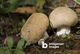 Attēlu rezultāti vaicājumam “Calvatia excipuliformis”