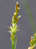 Attēlu rezultāti vaicājumam “Luzula multiflora fruit”