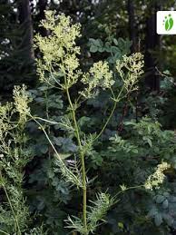 Attēlu rezultāti vaicājumam “Thalictrum lucidum”