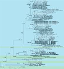 Attēlu rezultāti vaicājumam “Trachyspora intrusa”