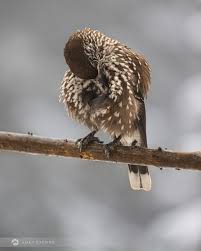 Attēlu rezultāti vaicājumam “Nucifraga caryocatactes”