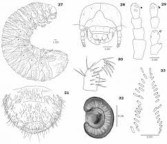 Attēlu rezultāti vaicājumam “Potosia cuprea imago”